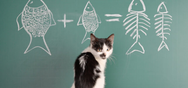 cat and chalkboard