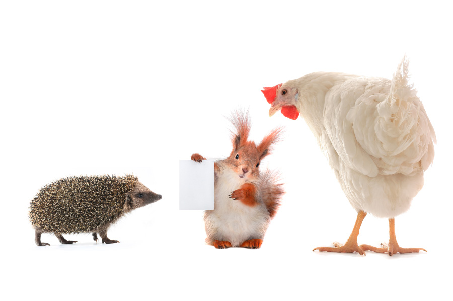 heagehog, chicken and squirrel